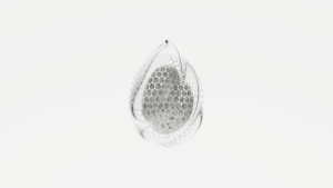 eggs: 2706