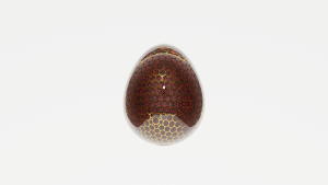 eggs: 1138