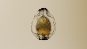 eggs: 2959