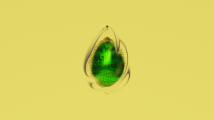 eggs: 3986