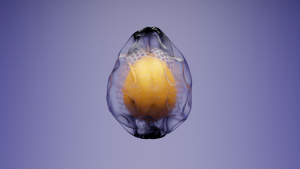 eggs: 2087