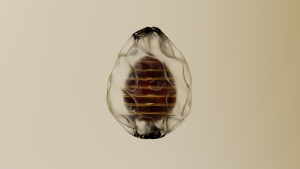 eggs: 82